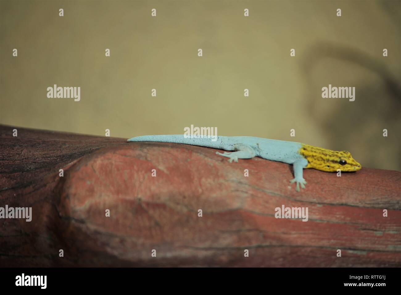 Nain à tête jaune (Gecko Lygodactylus luteopicturatus Shimba Hills), Kenya Banque D'Images