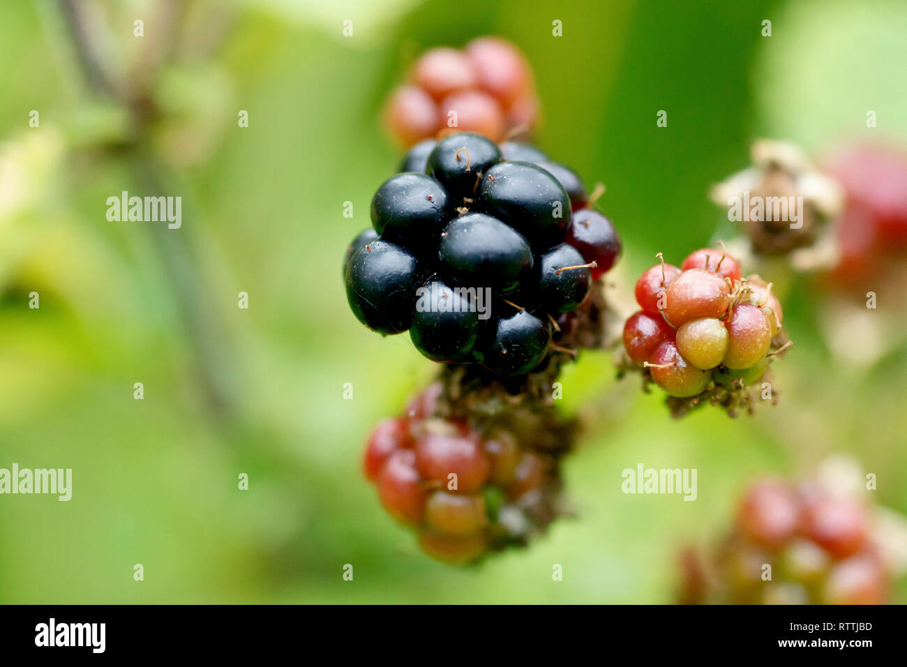 Blackberry ou ronce (Rubus fruticosus), close up of a petits fruits mûrs parmi ceux qui ne sont pas mûrs. Banque D'Images