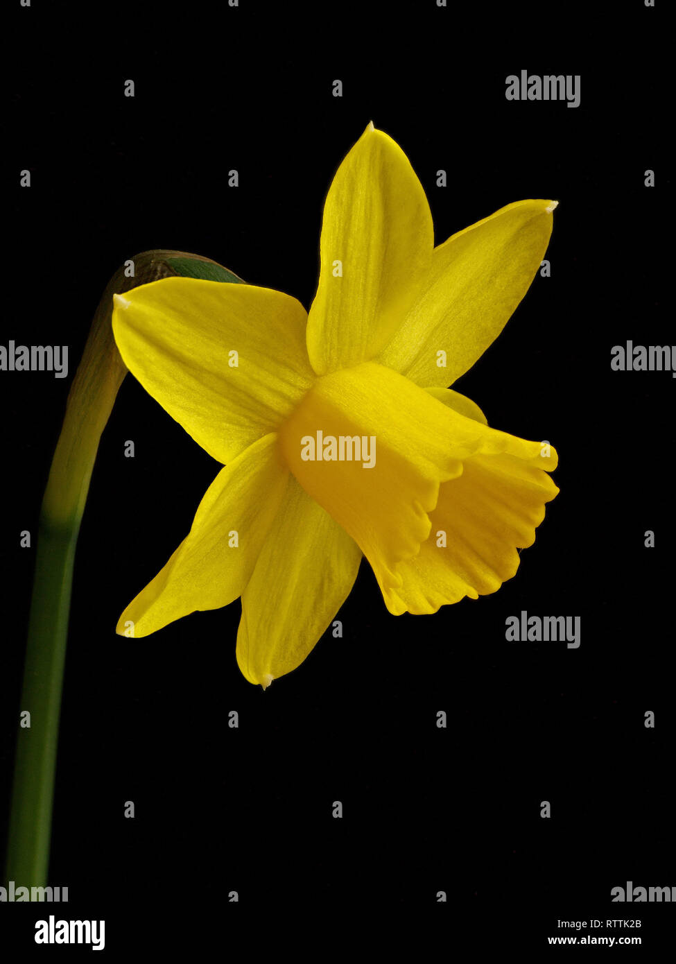 Se concentrer d'un seul gros plan empilés lumineux miniature fleur jaune jonquille (Narcissus tete a tete) isolé sur fond noir. Banque D'Images