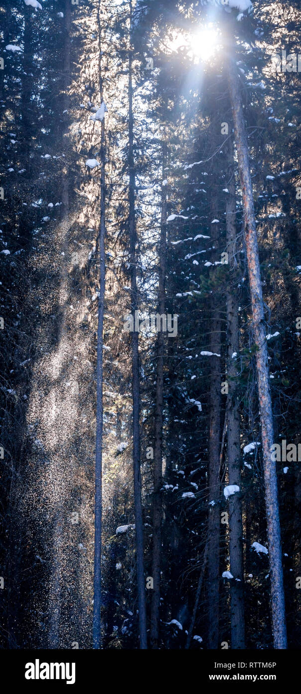Brise dans les arbres, la neige fraîche est rétroéclairé en fin brouillard comme il tombe des branches, comme l'intermédiaire de Sun Peaks, au cours de l'hiver dans le parc de Banff, Canada. Banque D'Images