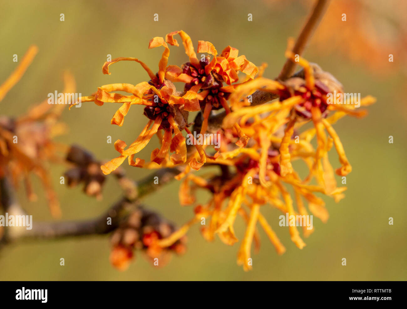 Close up of Hamamelis fleurs. Arbuste à fleurs d'hiver. Banque D'Images