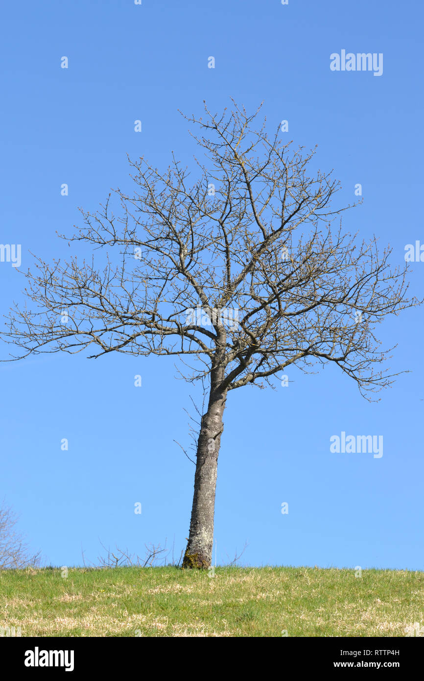 Arbre sans feuilles en face de blue skye Banque D'Images