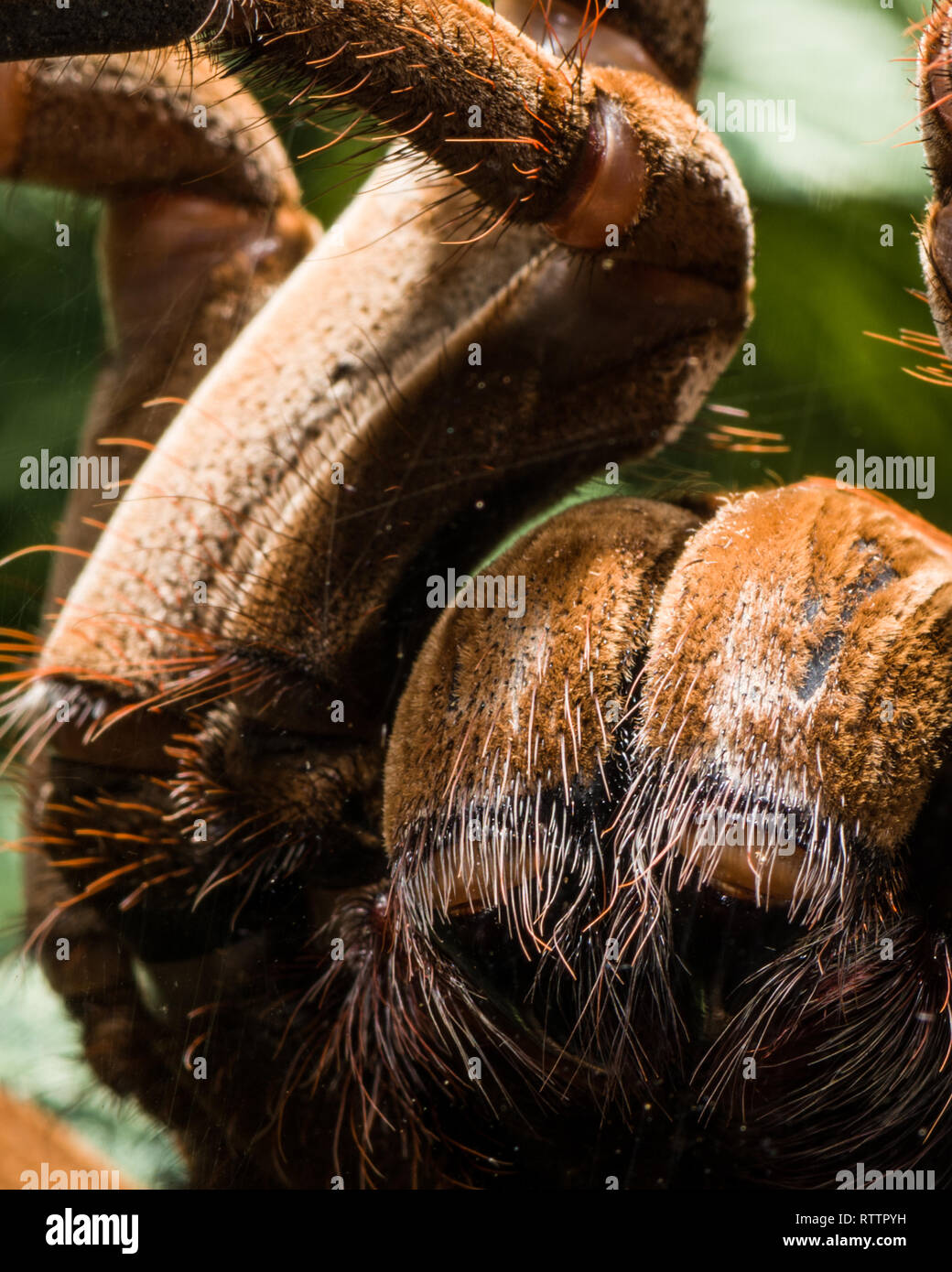 Pièce d'araignée au Royal Botanical Gardens, 2019-02-24, comme un Goliath birdeater tarantula (Theraphosa blondi) montre elle-même. Banque D'Images