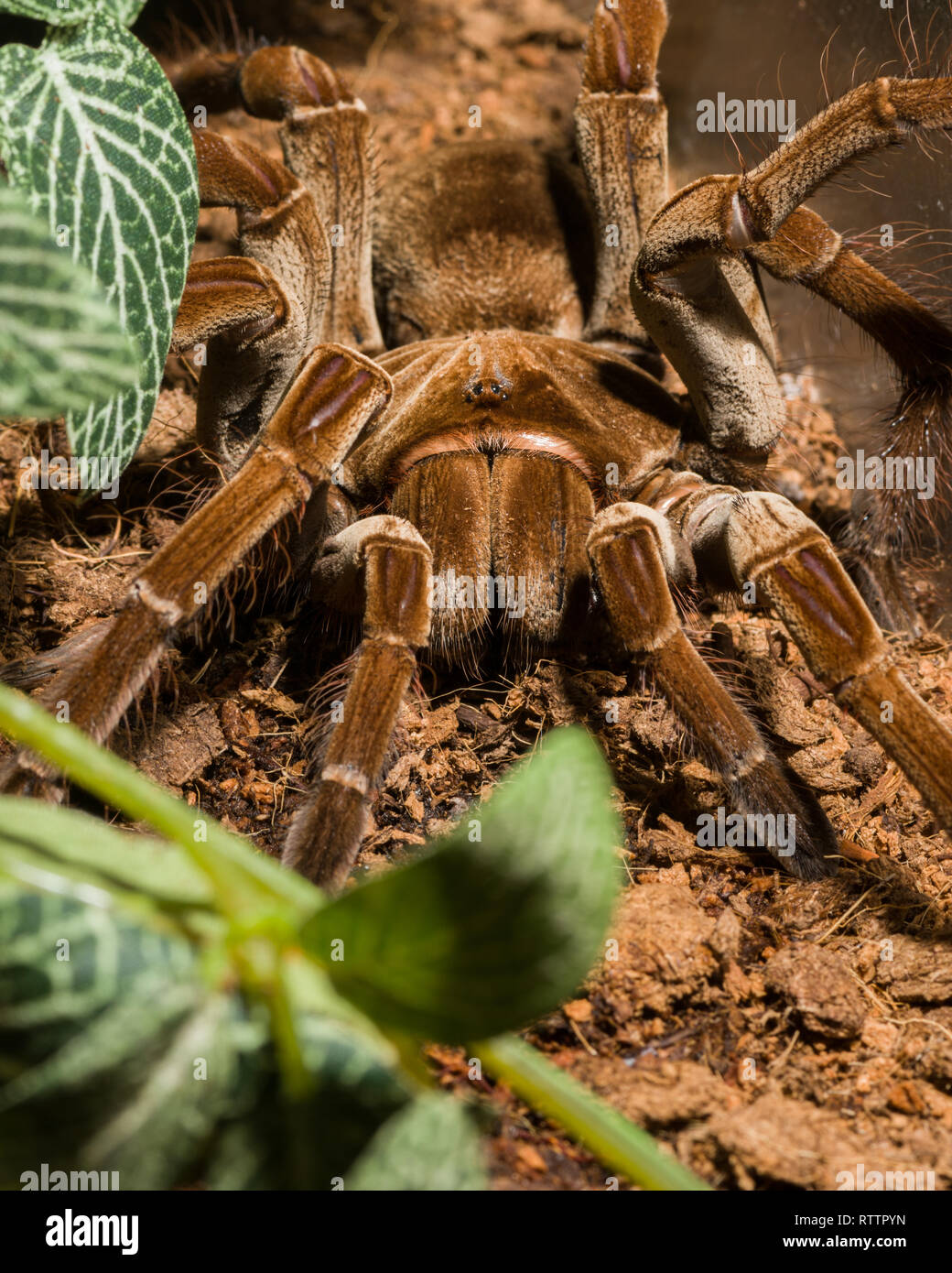 Pièce d'araignée au Royal Botanical Gardens, 2019-02-24, comme un Goliath birdeater tarantula (Theraphosa blondi) montre elle-même. Banque D'Images