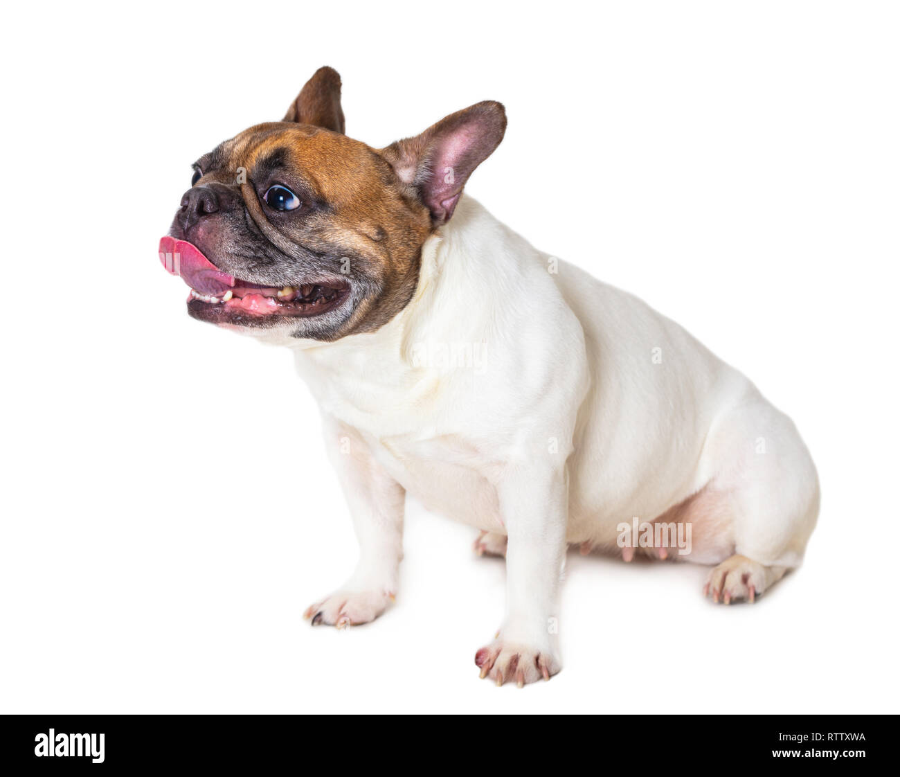 Bouledogue français chien de race blanche sur fond isolé Banque D'Images