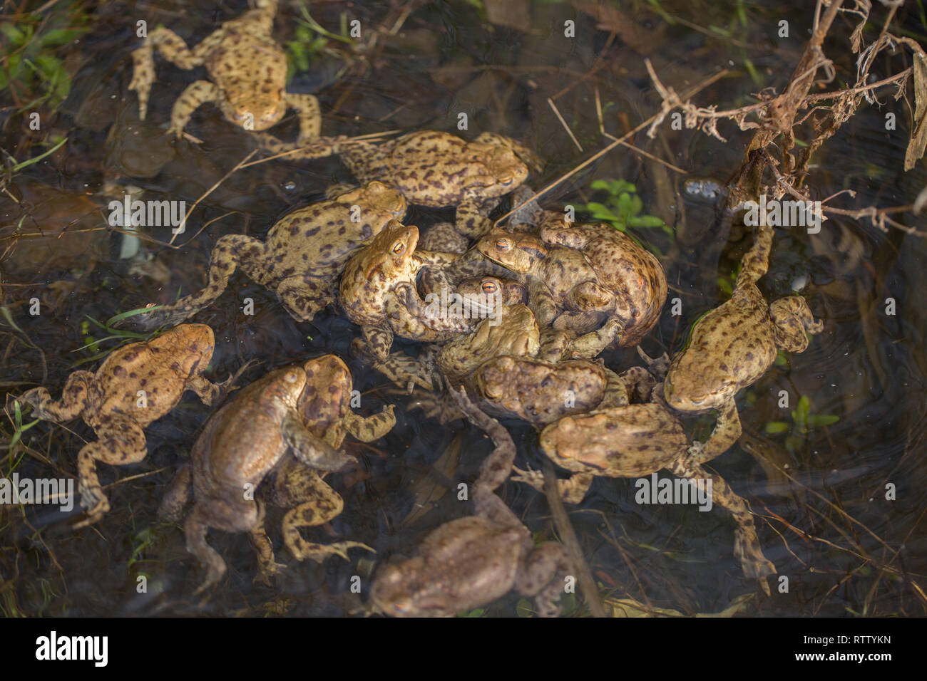 Groupe des crapauds communs Bufo bufo - l'accouplement, en République Tchèque Banque D'Images