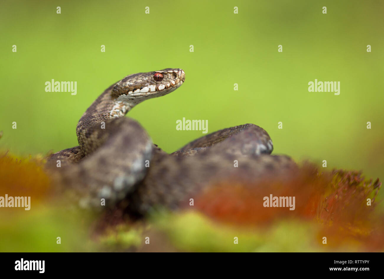 Vipera berus vipère européenne en République Tchèque Banque D'Images