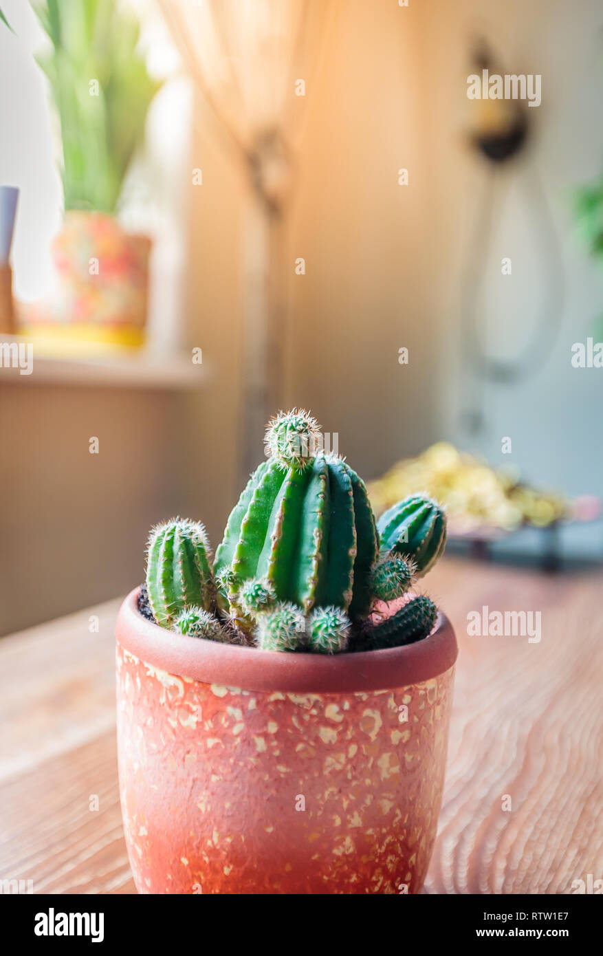 Cactus plante sud close-up dans un pot Banque D'Images