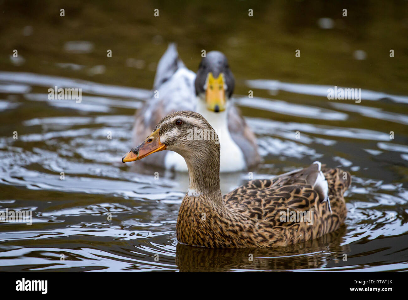 Canards de natation Banque D'Images