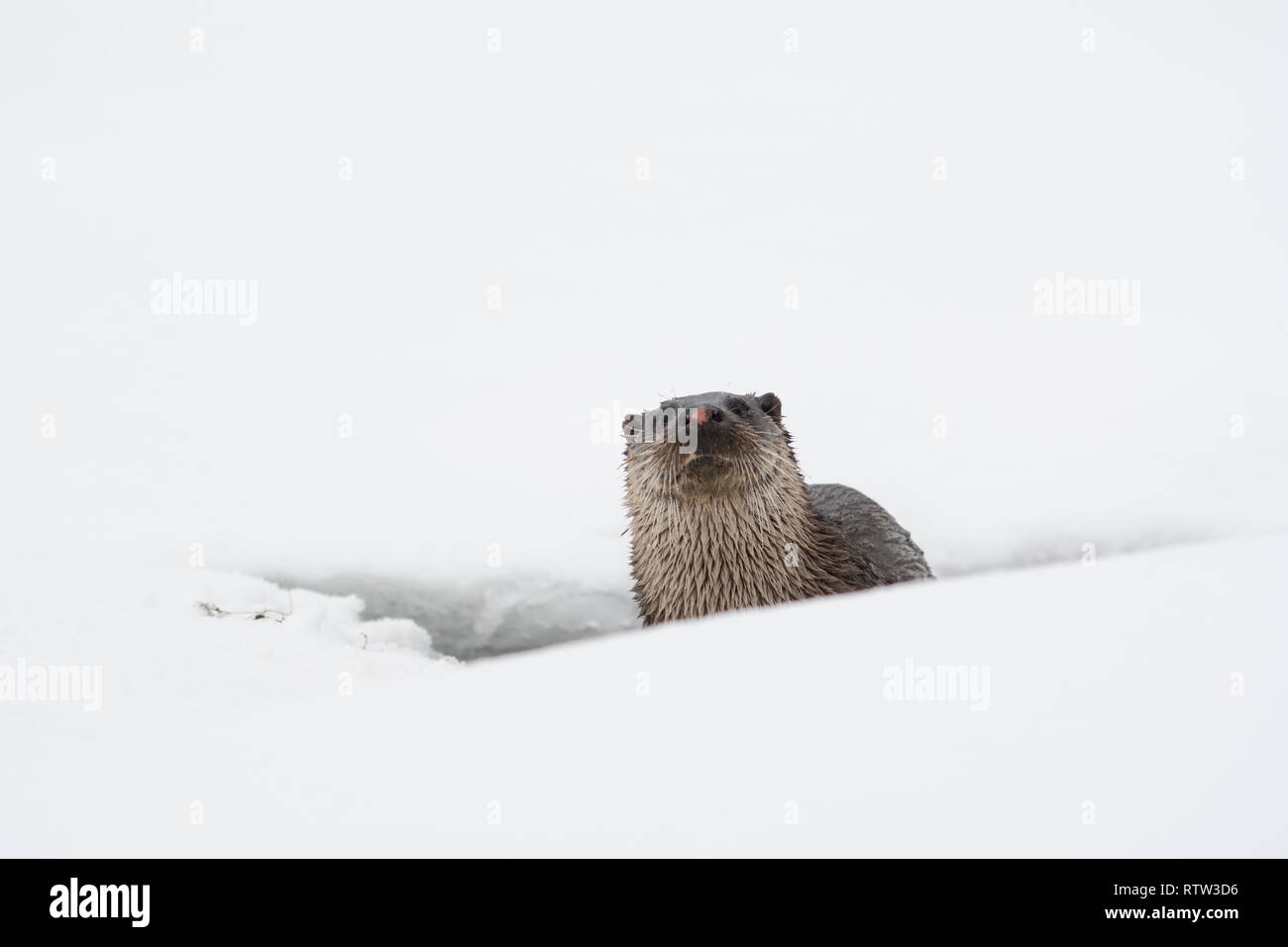 Loutre d'Europe (Lutra lutra) dans la neige près d'un trou dans la glace Banque D'Images