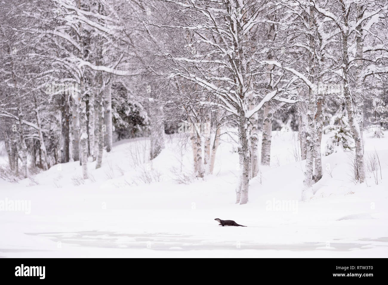 Rivière européenne loutre (Lutra lutra) dans un paysage d'hiver avec de la neige sur un lac gelé avec des arbres de bouleau couvertes de neige Banque D'Images