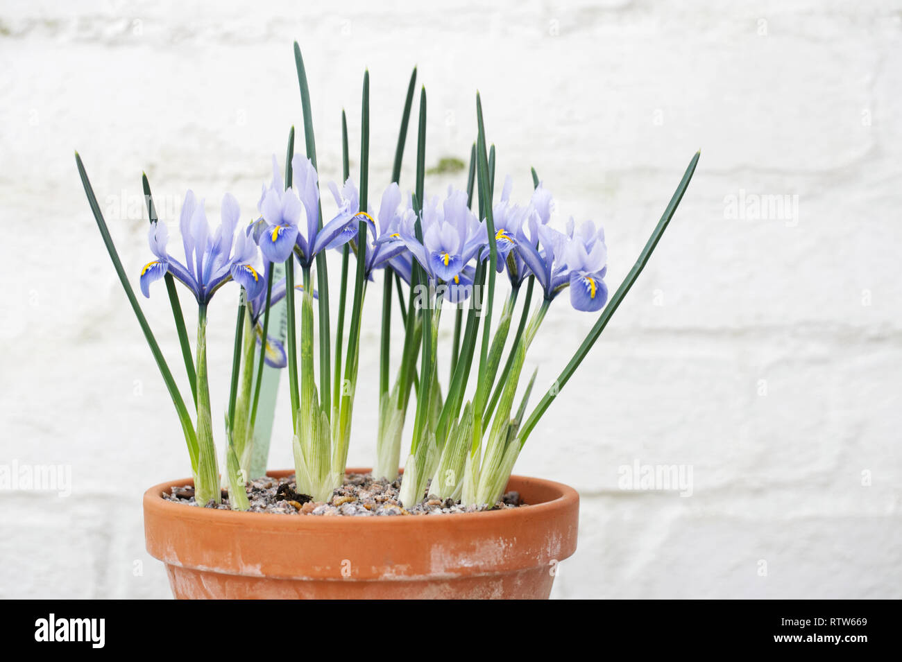Iris reticulata 'Alida' fleurit à la fin de l'hiver qui se développe dans un pot teracotta. Banque D'Images