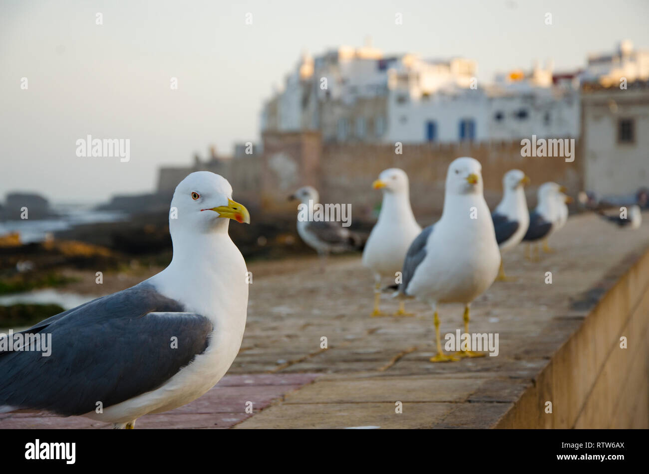 Des mouettes blanches devant les maisons d'Essaouira, Maroc Banque D'Images