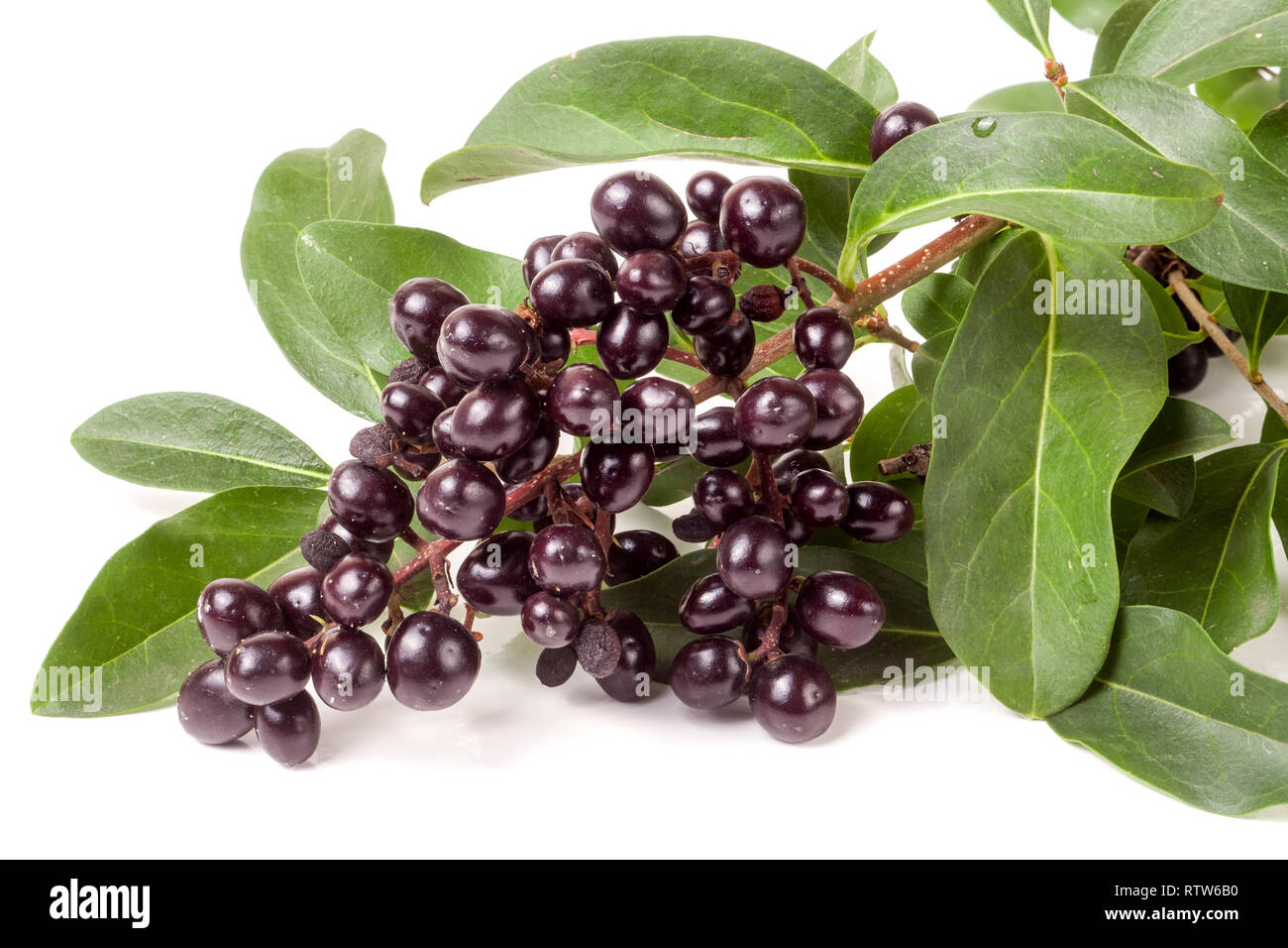 Succursale de troènes sauvages ou Ligustrum vulgare isolé sur fond blanc Banque D'Images