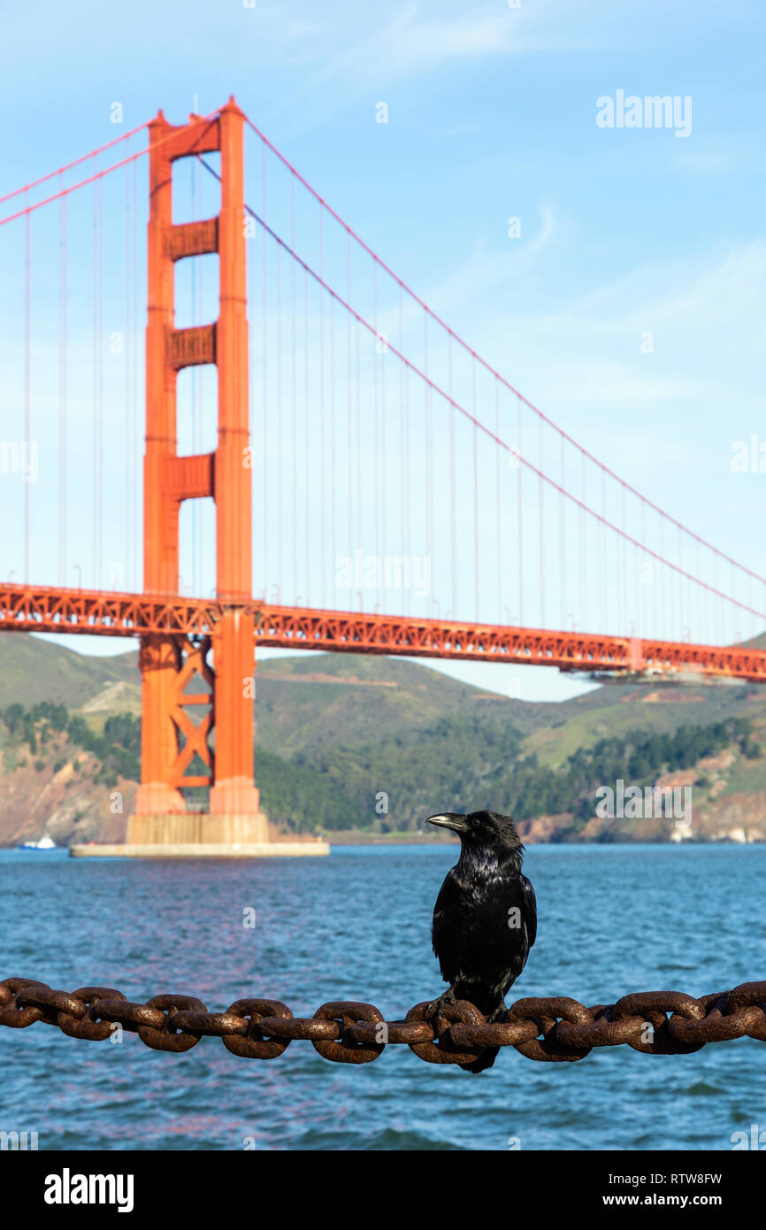 Big Black crow se trouve sur la chaîne rouillée en face du Golden Gate Bridge à San Francisco Banque D'Images