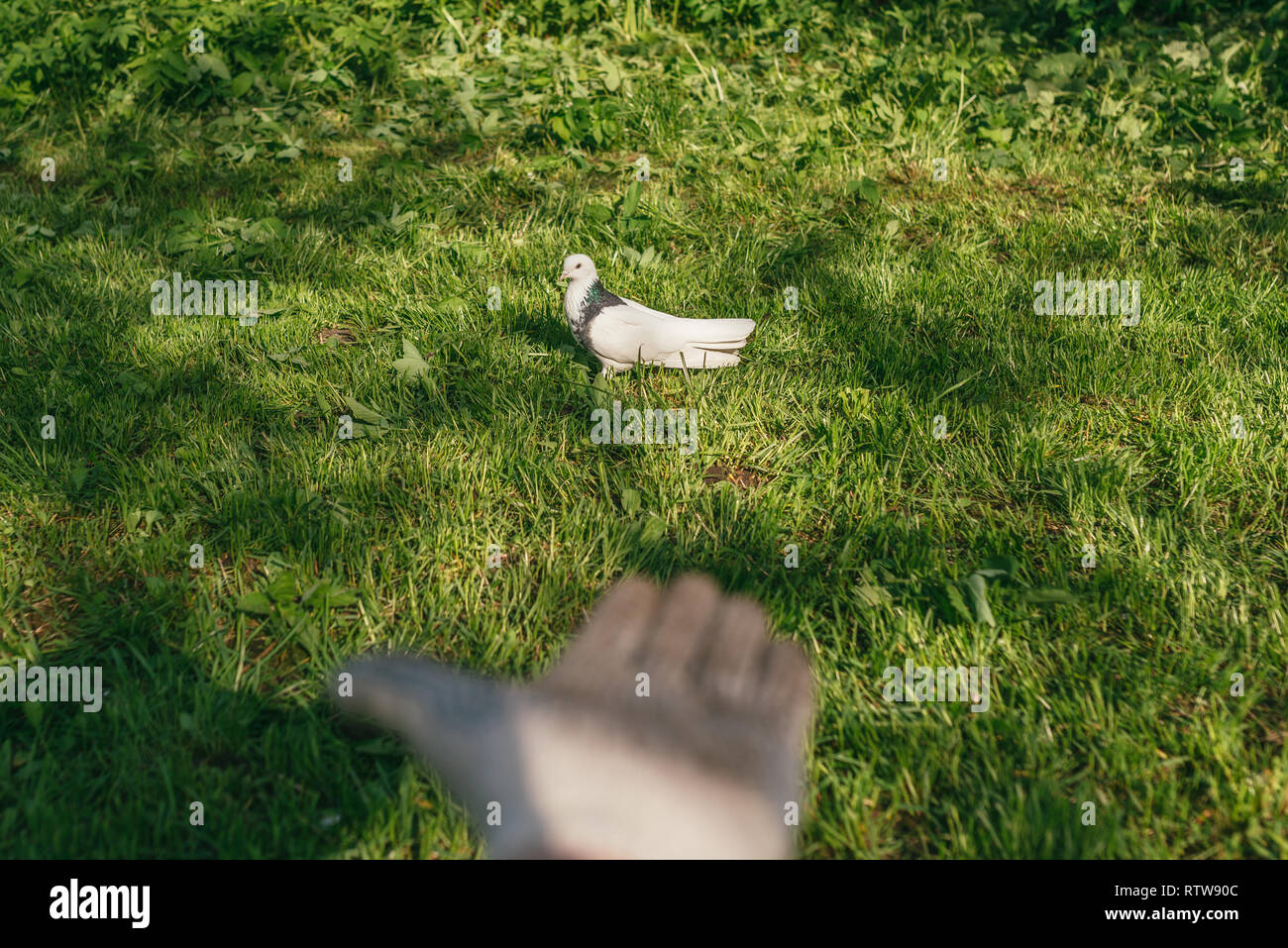 Une colombe blanche est assis sur l'herbe sur le terrain. Les droits de l'Palm dans la boîte à gants sur l'avant-plan. vue à la première personne. La scène éclairée par les rayons du soleil Banque D'Images