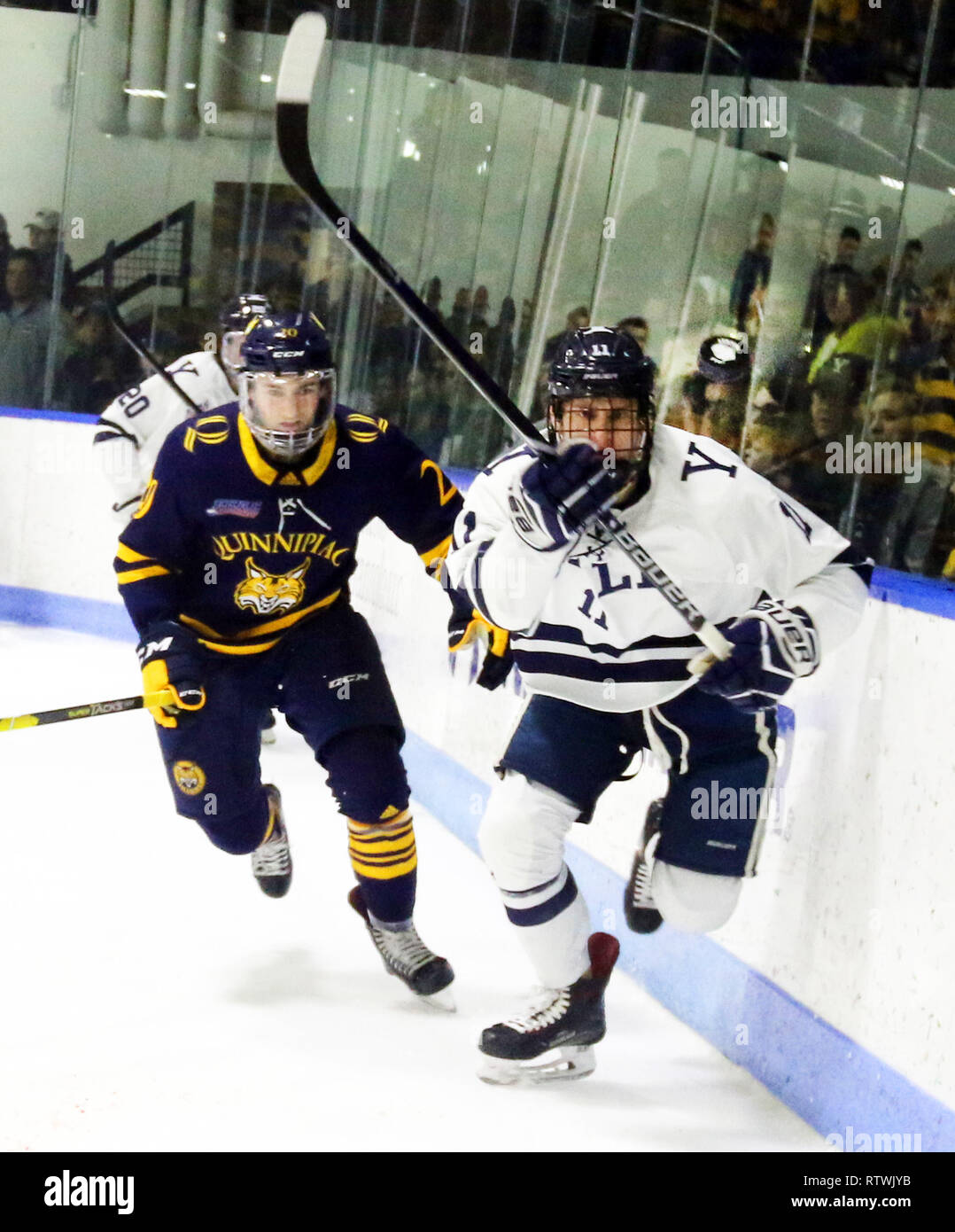 New Haven, CT, USA. 2e Mar, 2019. 2 mars 2019 - New Haven, Connecticut, USA Quinnipiac : # 20 CRAIG MARTIN et Yale # 11 ANDREW GAUS suivre la rondelle lors du Quinnipiac 4-1 win, qui a décroché le championnat de la saison régulière, les lynx et les rend le n° 1 dans l'ensemble des semences dans la CEAC 2019 Tournoi de hockey. Matches entre les deux écoles, qui se trouvent à 13 km de l'autre à New York, ont été une rivalité chauffée depuis à 2 équipes a joué pour un championnat national en 2013, qui a été remporté par Yale 4-0. Stan Godlewski/ZUMA Press Crédit : Stan Godlewski/ZUMA/Alamy Fil Live News Banque D'Images