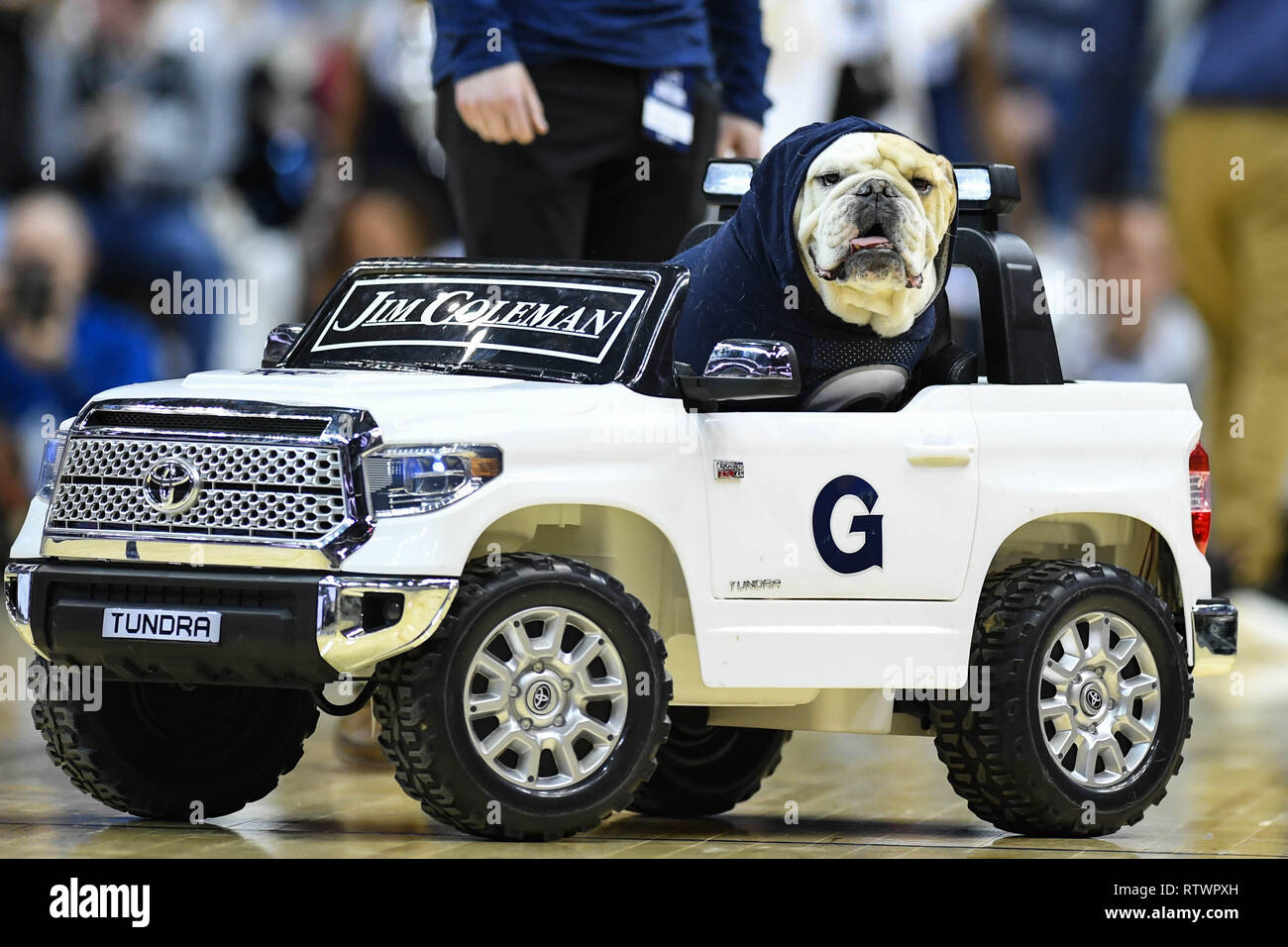 Washington, District de Columbia, Etats-Unis. 3e Mar, 2019. Georgetown Hoyas mascot Jack le Bull Dog à Capital One Arena. Credit : Terrence Williams/ZUMA/Alamy Fil Live News Banque D'Images