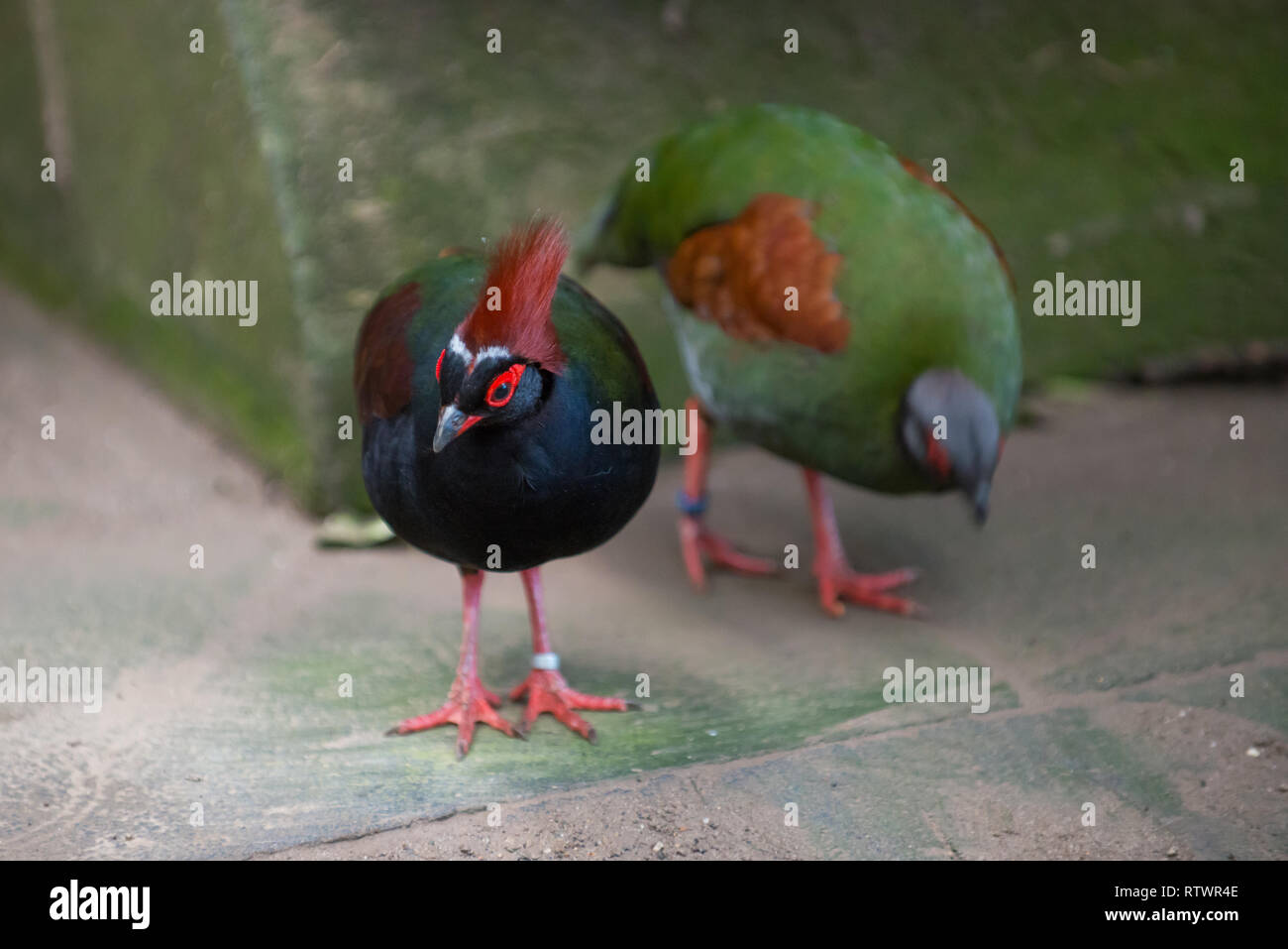 Les oiseaux aux couleurs vives Banque D'Images