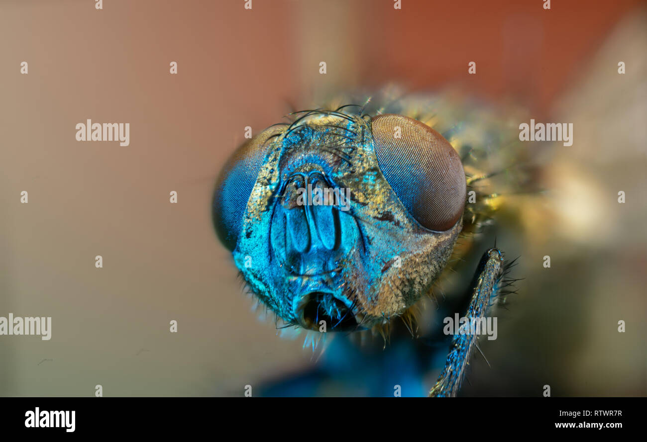 Macro photo fly head Banque D'Images
