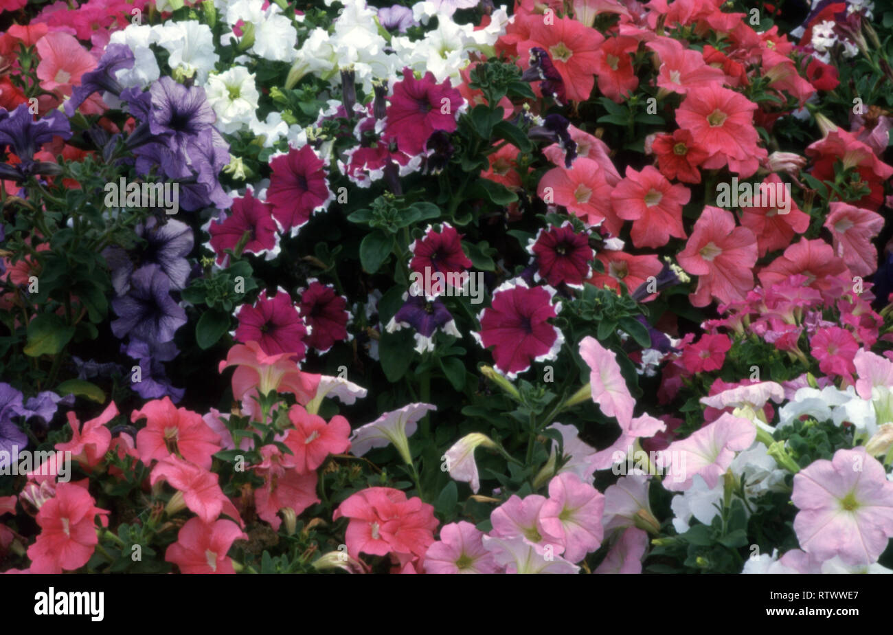 LIT DE FLEURS COLORÉES PETUNIA FLEURS EN PLEINE FLORAISON. Banque D'Images