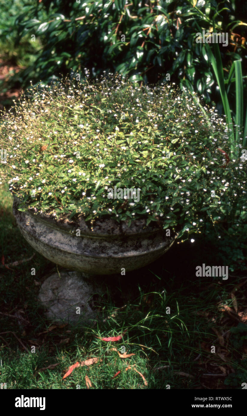 POT DE JARDIN EN PIERRE CONTENANT BABY'S BREATH (GYPSOPHILE). Une plante utilisée dans les arrangements floraux. Banque D'Images