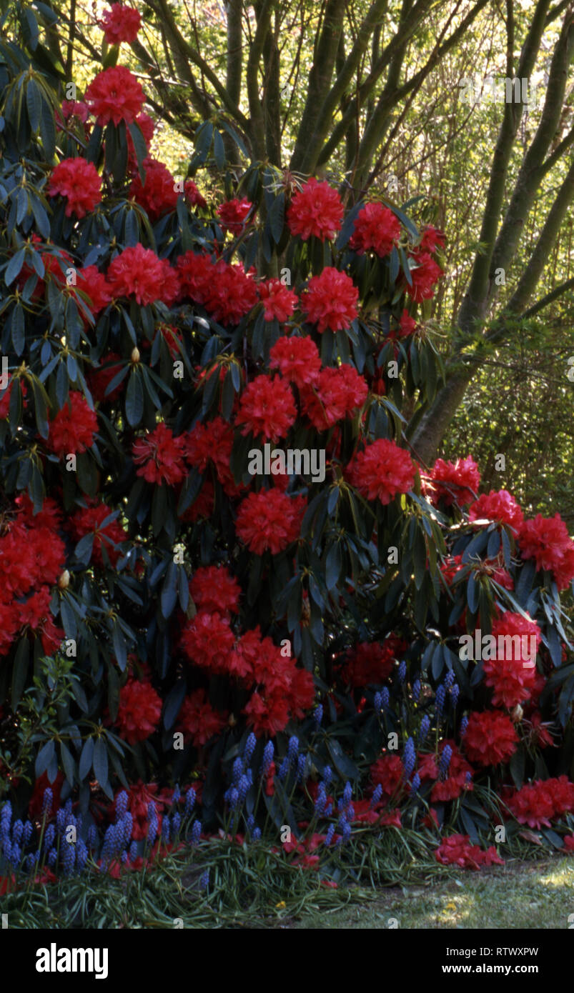 RHODODENDRON FLEURS ROUGES AVEC BUSH MUSCARIS (MUSCARI) croissant à l'avant, jardin Blue Mountains, NEW SOUTH WALES, Australie. Banque D'Images