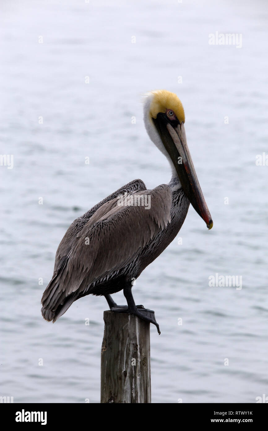 Pélican brun sur une jetée de South Padre Island, Texas Banque D'Images