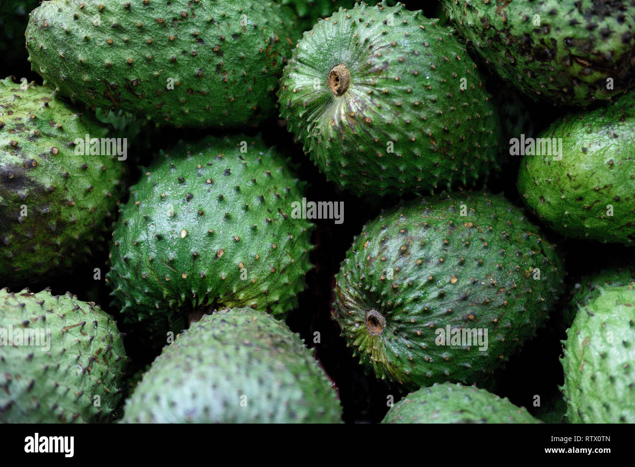 Soursop frais, annona muricata ou guanabana colombienne sur un marché agricole de Medellin, Colombie, Amérique du Sud Banque D'Images
