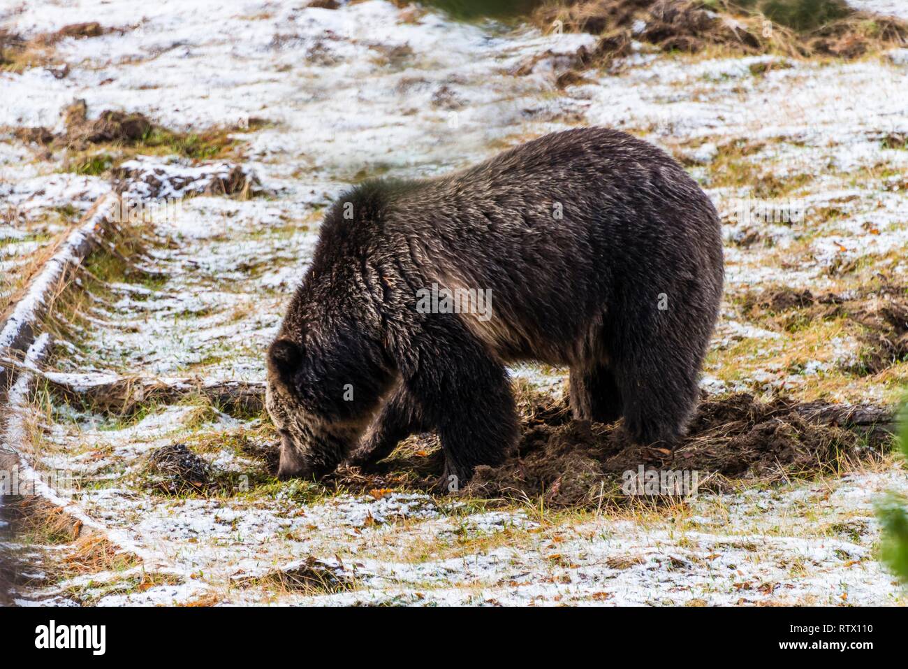 Ours grizzli (Ursus arctos horribilis) à chercher de la nourriture à l'automne, le Parc National de Yellowstone, Wyoming, USA Banque D'Images