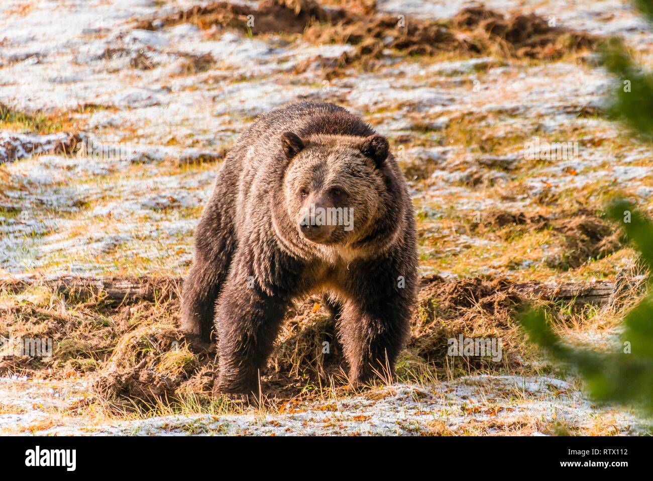Ours grizzli (Ursus arctos horribilis) à chercher de la nourriture à l'automne, le Parc National de Yellowstone, Wyoming, USA Banque D'Images