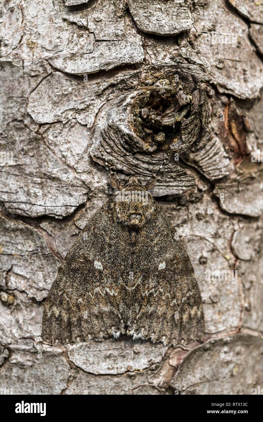 Owlet moth (Noctuidae), camouflée sur le tronc de l'épinette, Bavière, Allemagne Banque D'Images
