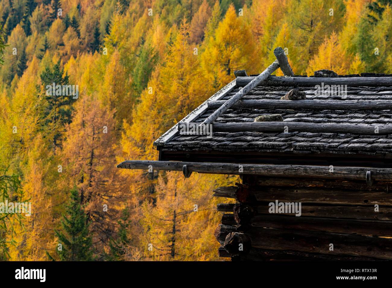 Refuge de montagne, toit en ardoises, mélèzes automnales (Larix decidua) à l'arrière, Vals, Valstal, Tyrol du Sud, Italie Banque D'Images