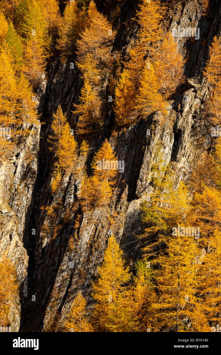 La montagne d'automne forêt de mélèzes (Larix decidua) Vals, Valstal, Tyrol du Sud, Italie Banque D'Images