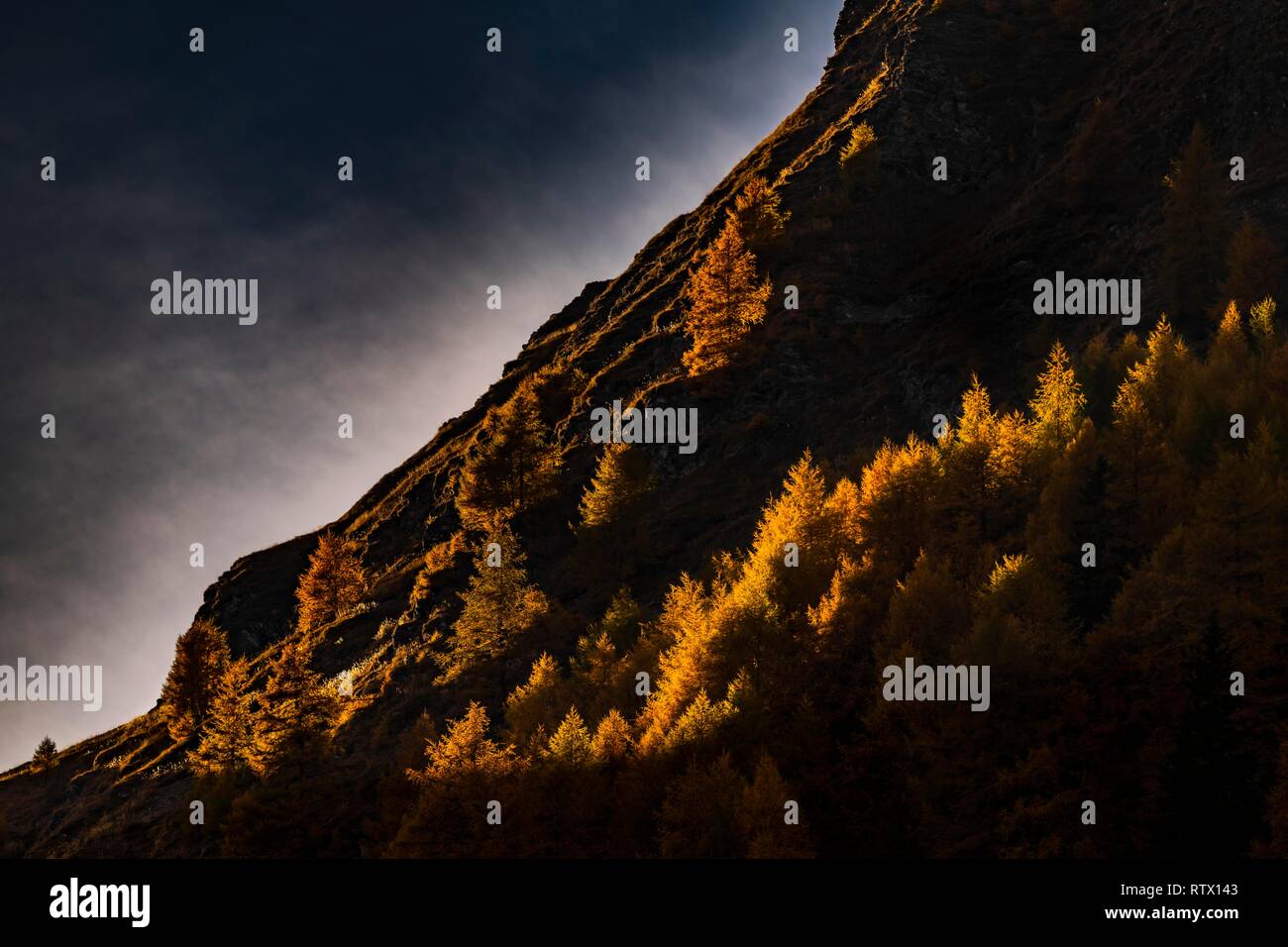 La montagne d'automne forêt de mélèzes (Larix decidua) avec l'ombre et la lumière, Vals, Valstal, Tyrol du Sud, Italie Banque D'Images