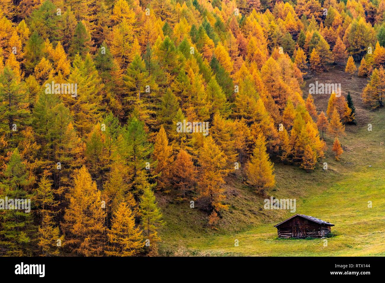 La montagne d'automne forêt de mélèzes (Larix decidua) avec petit refuge de montagne dans un pré, Vals, Valstal, Tyrol du Sud, Italie Banque D'Images