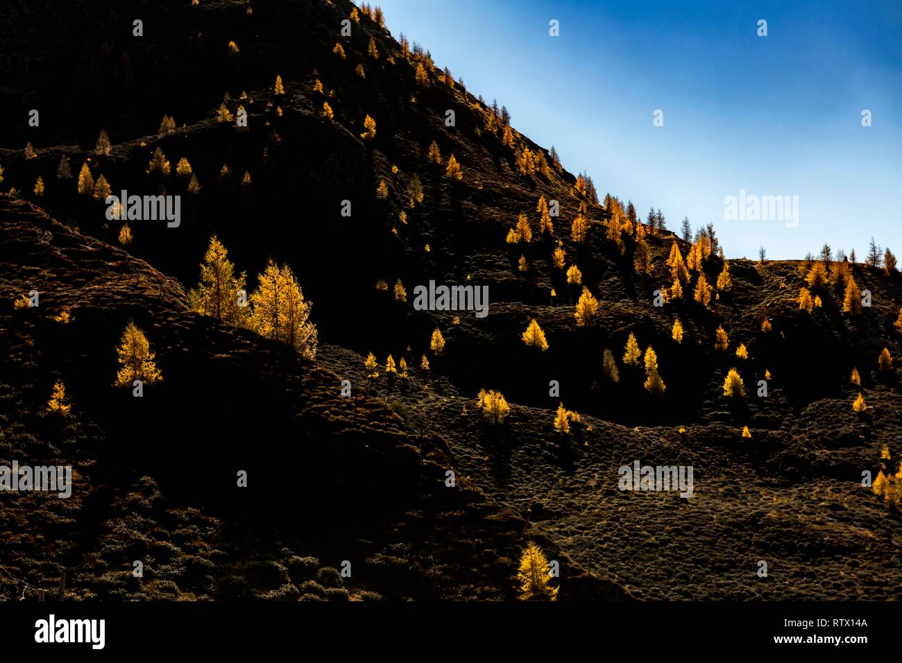 Mélèze (Larix decidua) sur une pente de montagne, Vals Valstal, Tyrol du Sud, Italie Banque D'Images