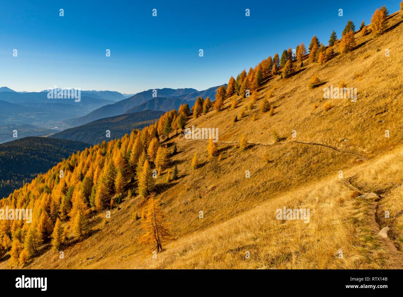 Forêt de mélèzes d'automne sur un versant de montagne contre un ciel bleu, Vals, Valstal, Tyrol du Sud, Italie Banque D'Images