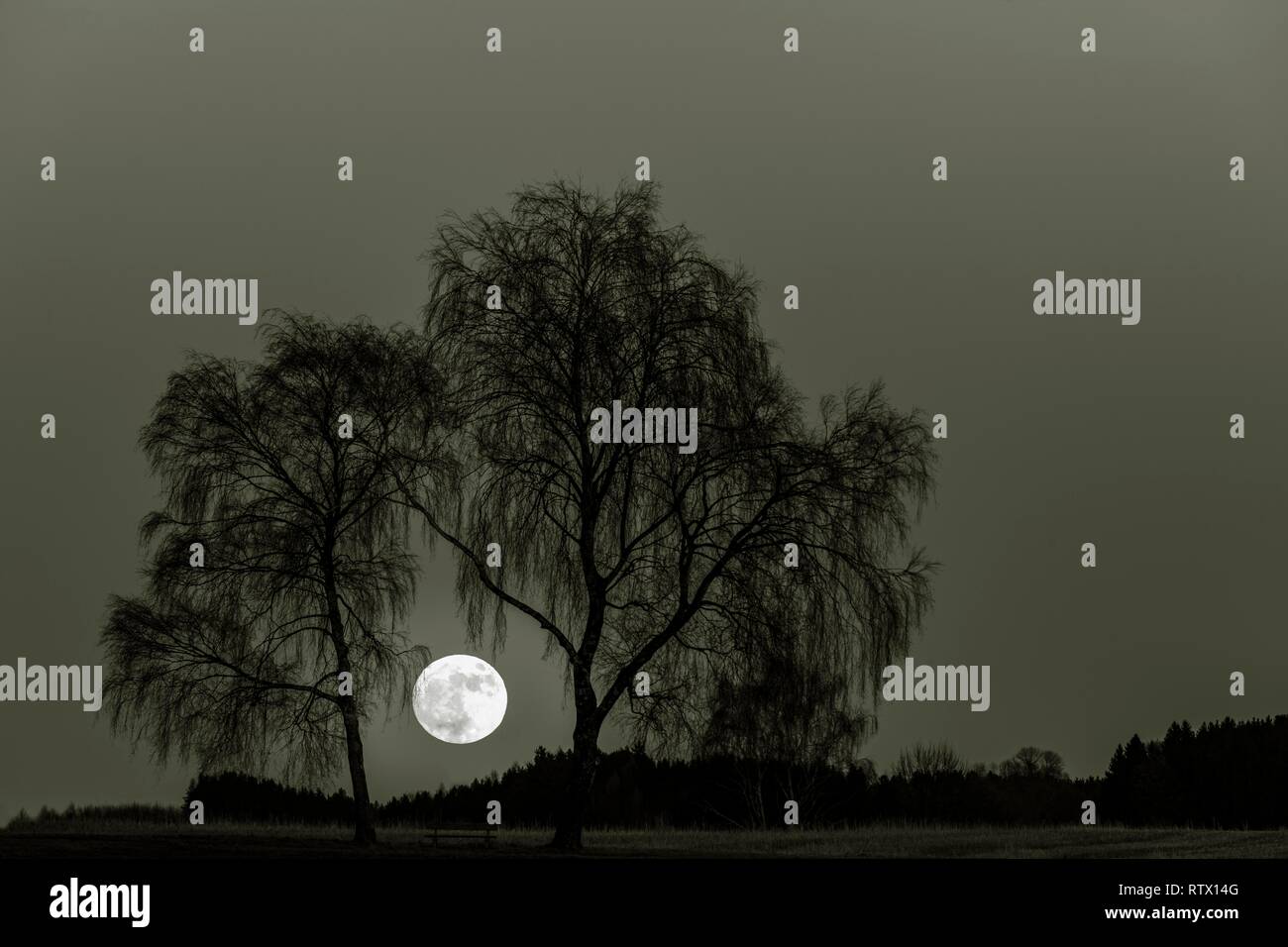 Pleine lune avec les bouleaux (Betula), Dirlewang, Unterallgäu, Bavière, Allemagne Banque D'Images