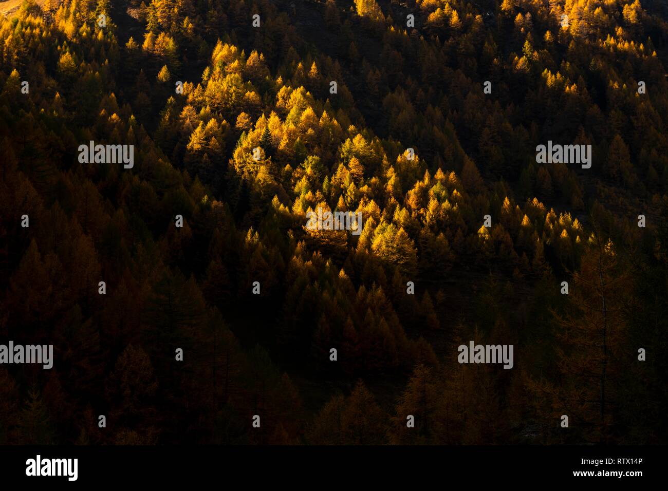 La montagne d'automne forêt de mélèzes (Larix decidua) avec l'ombre et la lumière, Vals, Valstal, Tyrol du Sud, Italie Banque D'Images