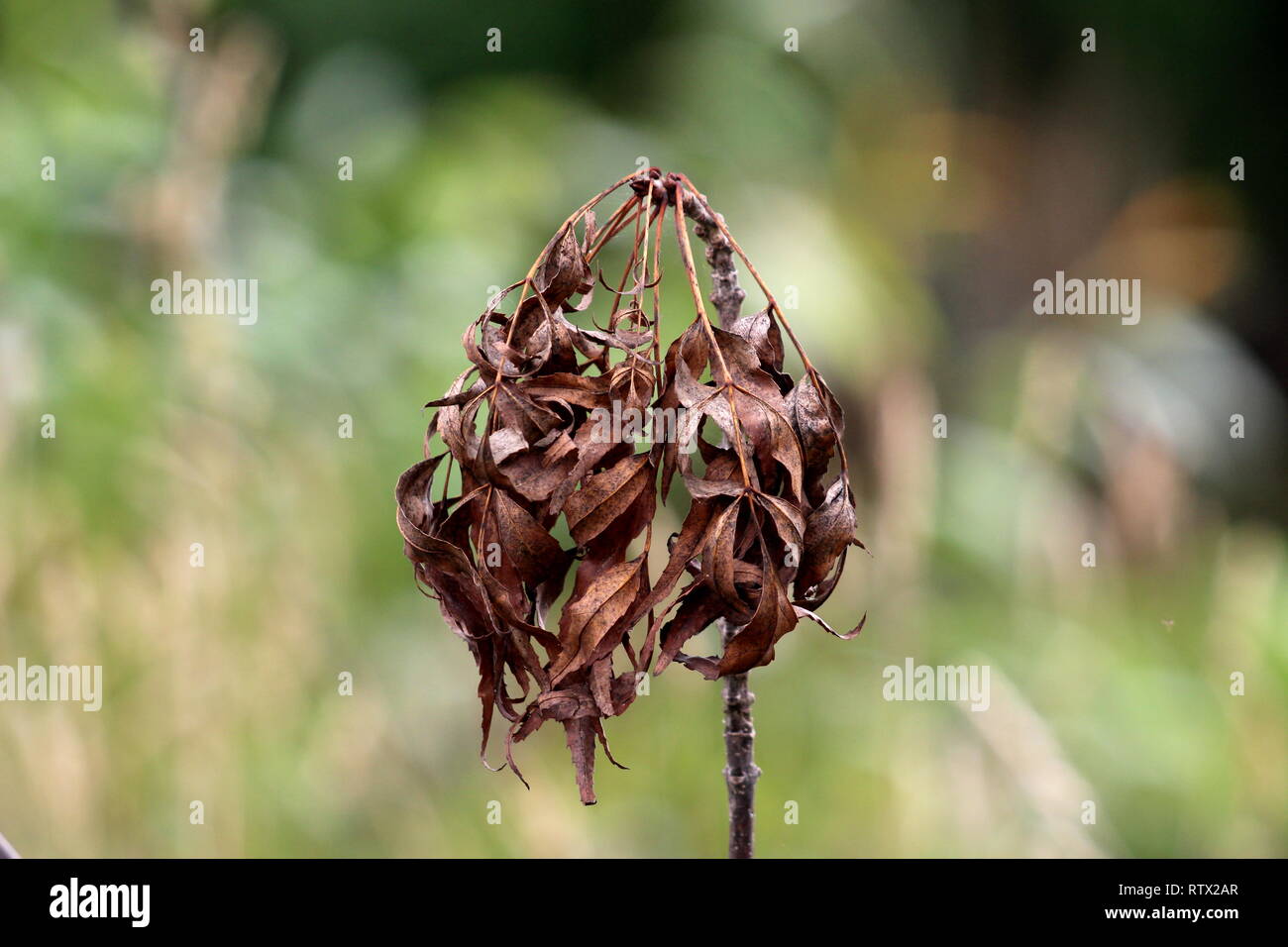 Tas de petites feuilles séchées brun foncé sur le dessus du seul arbre branche avec des feuilles et des plantes locales en arrière-plan sur le jardin chaude journée d'été Banque D'Images
