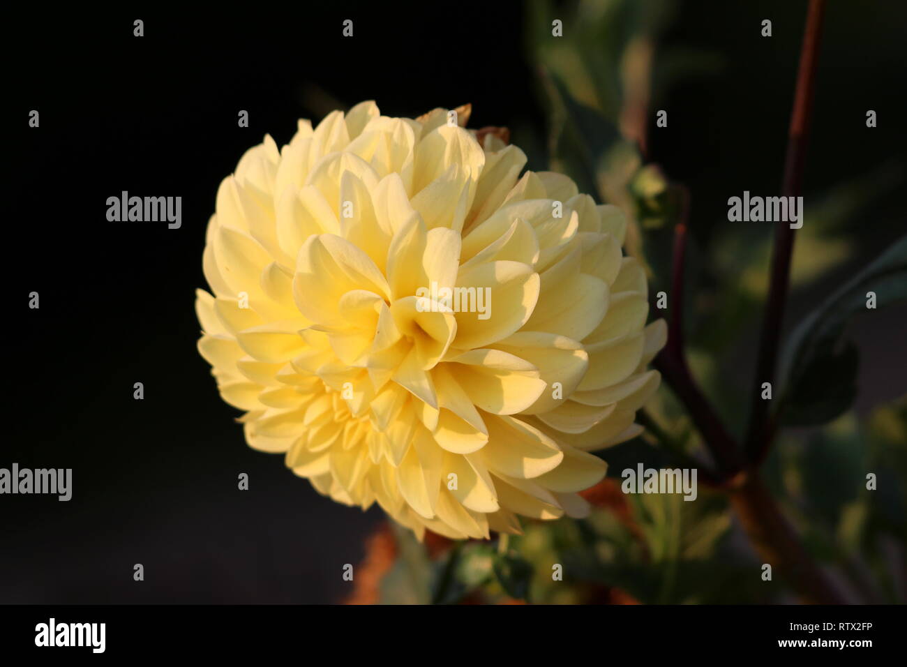 Tubéreuse touffue Dahlia plante vivace herbacée avec de grandes fleurs  complètement ouvertes à Blanche Fleur jaune contenant de multiples couches  de pétales Photo Stock - Alamy