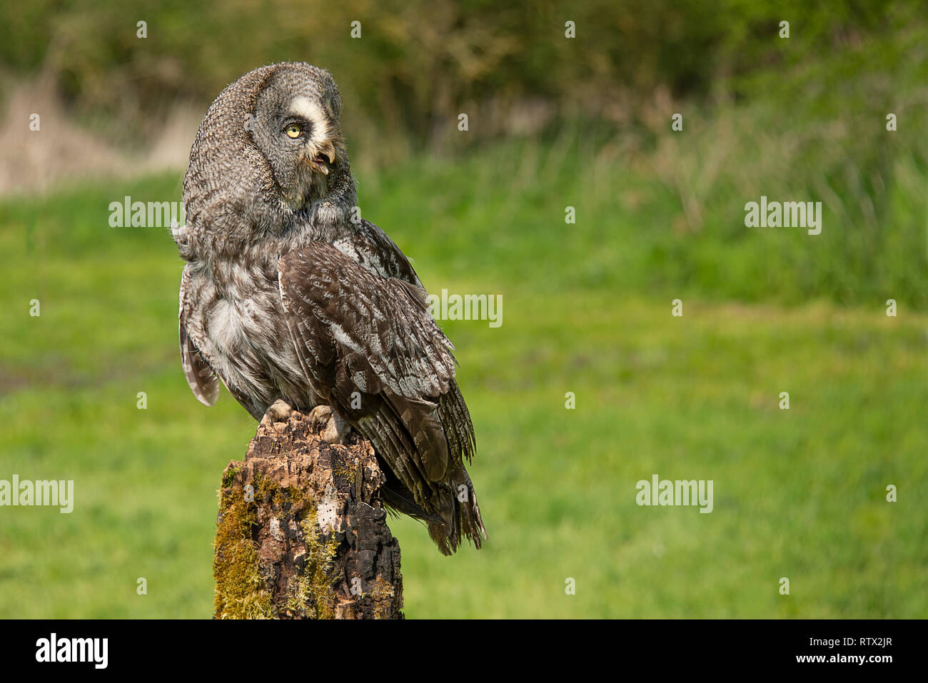 Un grand hibou gris gris perché sur une vieille souche d'arbre au milieu d'un dépôt. Il est à la recherche vers la droite en copyspace Banque D'Images