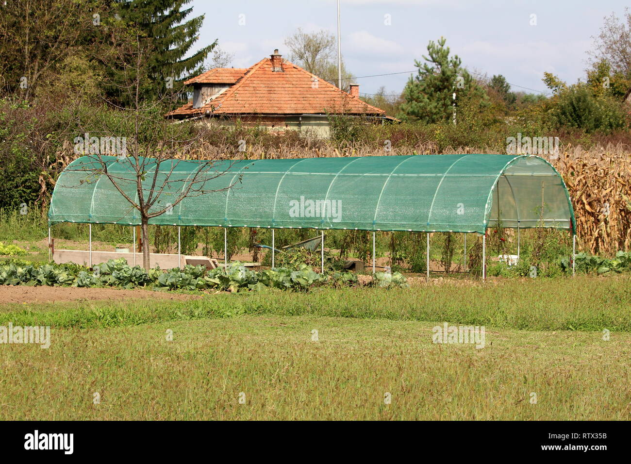 Serre plastique fait maison sans portes entièrement recouvert de filet de protection contre le vert en été utilisé pour la culture des tomates Banque D'Images