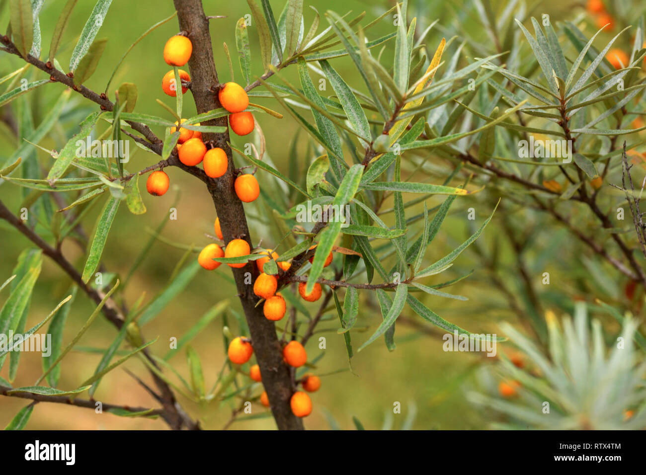 Sandthorn seaberry orange (Hippophae / sallowthorn ) berries sur Bush Banque D'Images