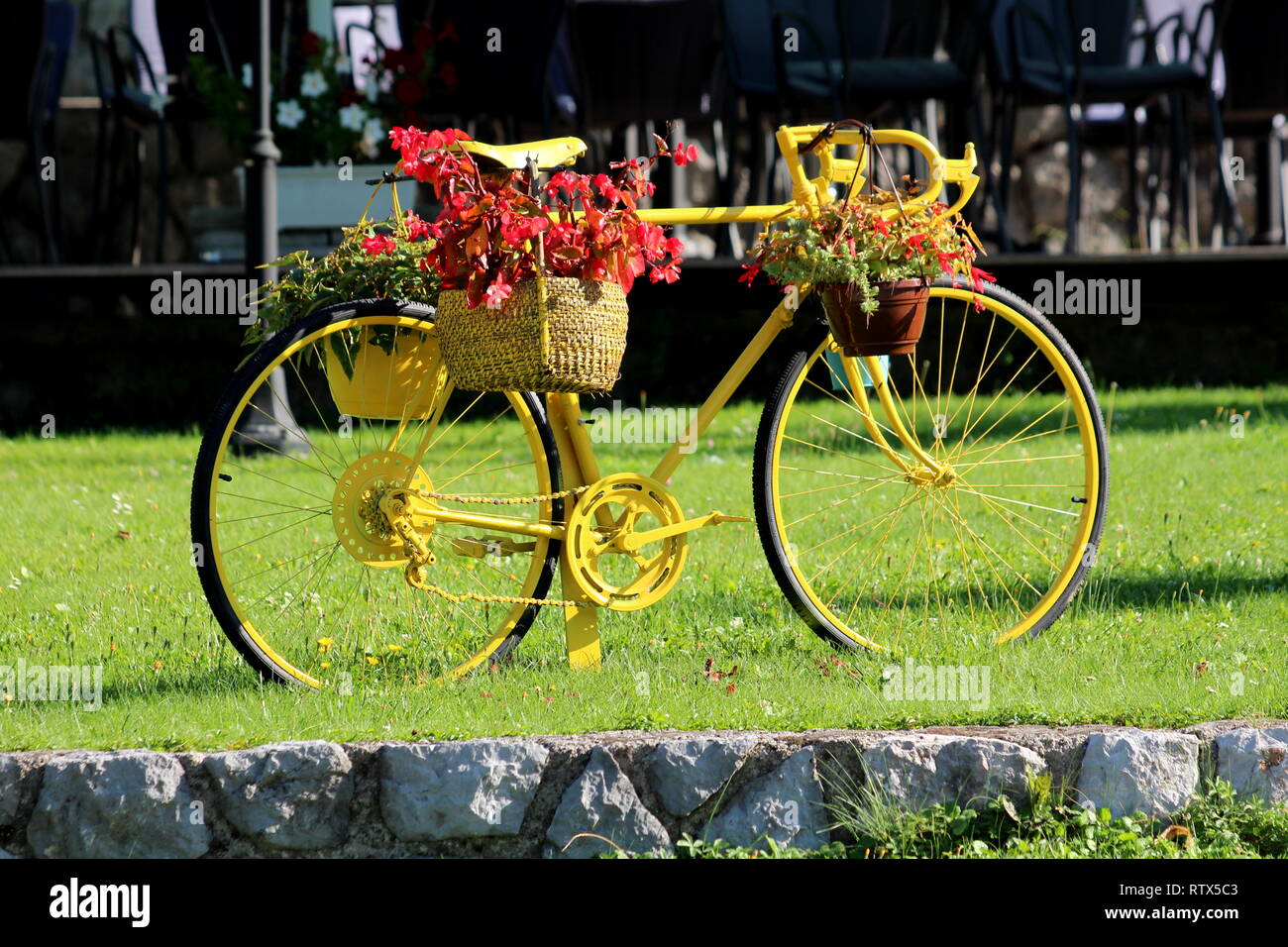 Restauré et fraîchement peint vieux vélo maintenant utilisé comme décoration de jardin Begonia suspendus et d'autres fleurs entouré d'herbe Banque D'Images