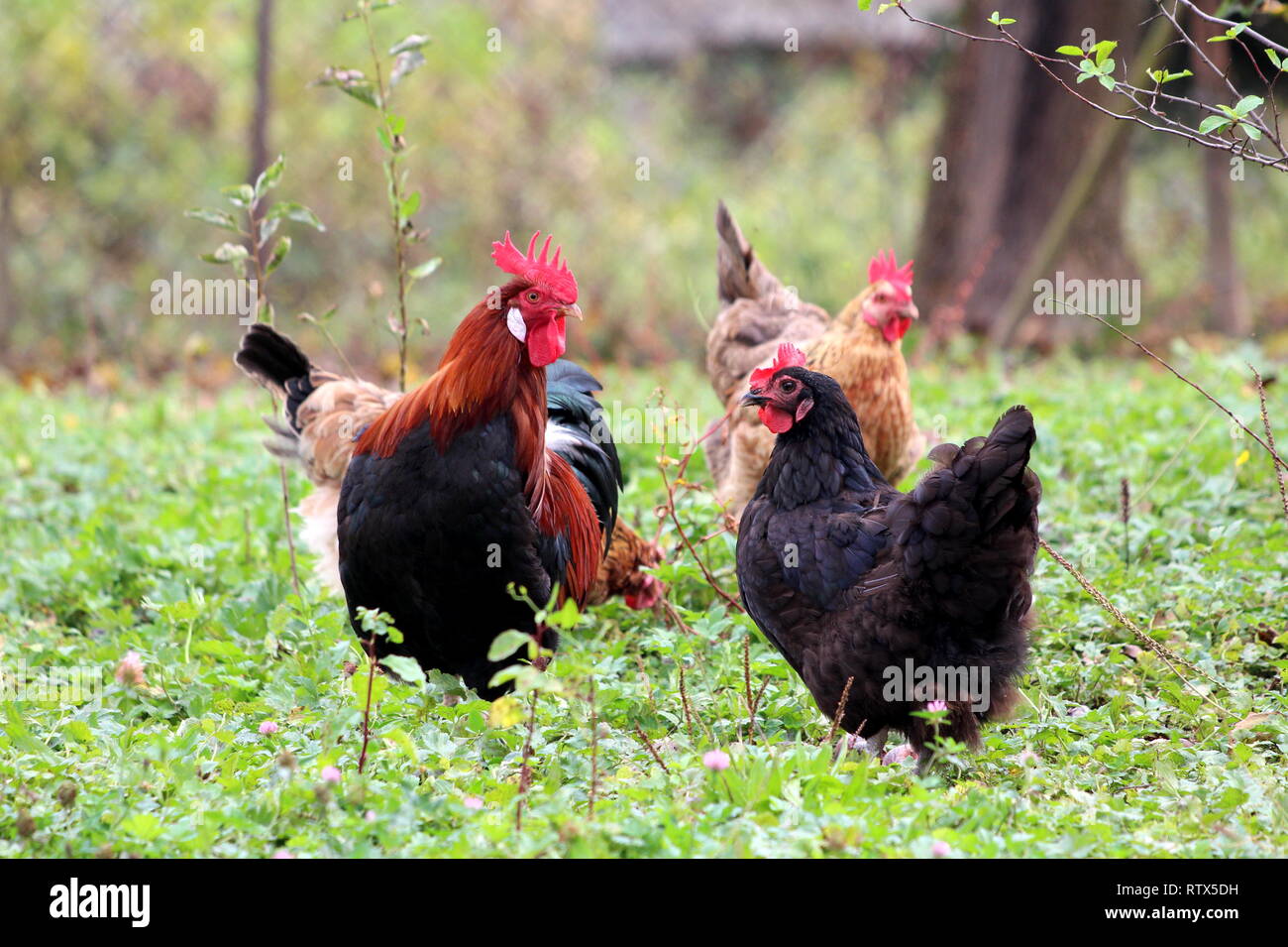 Coq et poules pondeuses en gardiennage permanent jardin local tout en mangeant de l'herbe verte et d'autres petites plantes sur chaude journée ensoleillée Banque D'Images