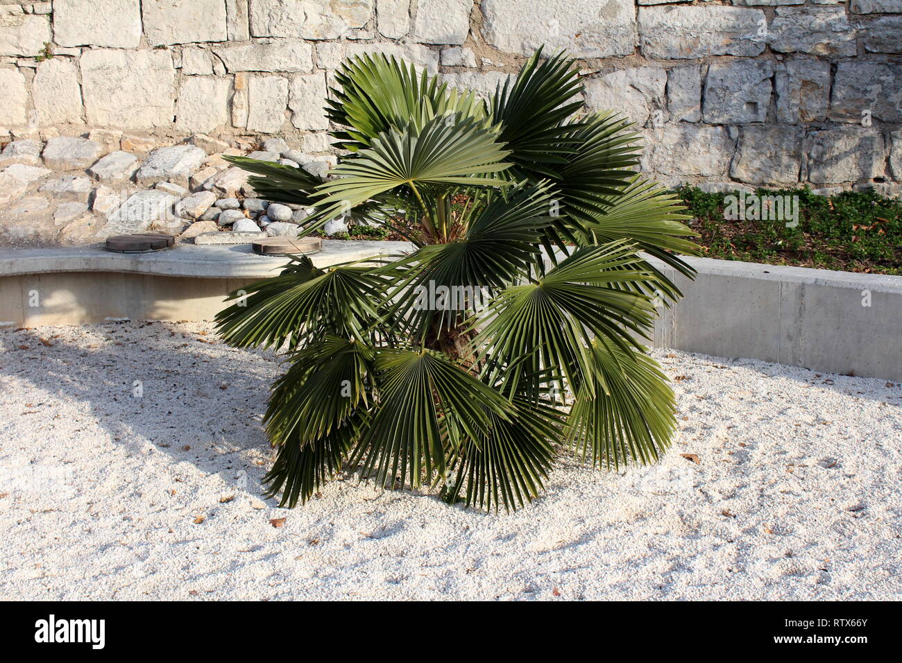 Petit Palmier Decoratif Avec Feuilles Sombres Pointues Dense Plantee Dans Le Parc Local Entoure De Gravier Blanc Et Mur En Pierre Traditionnelle En Arriere Plan Photo Stock Alamy