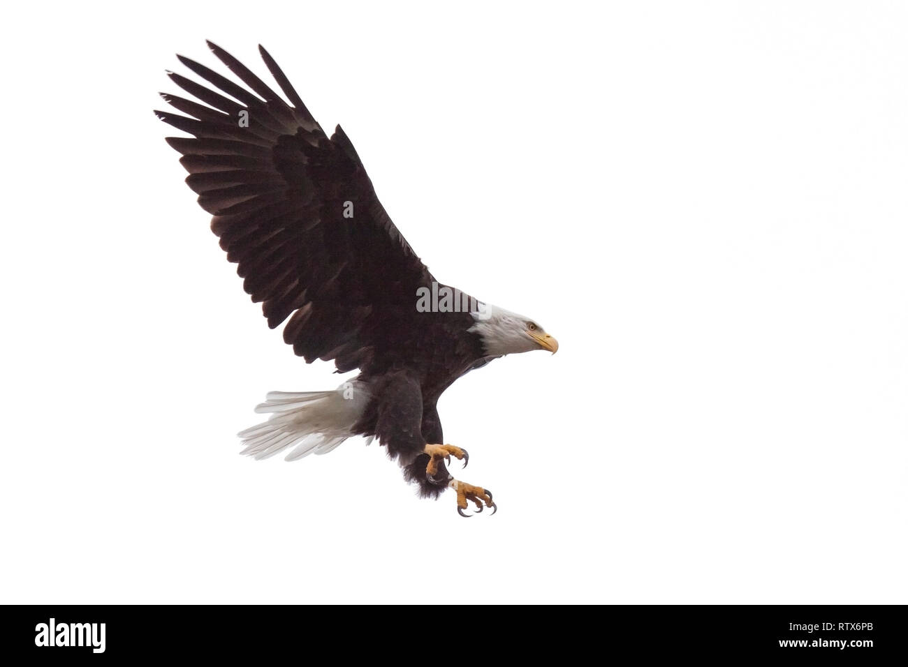 Les ailes et les griffes propagation grande ouverte, comme une ifloats pygargue à tête blanche du ciel. Fond blanc Banque D'Images