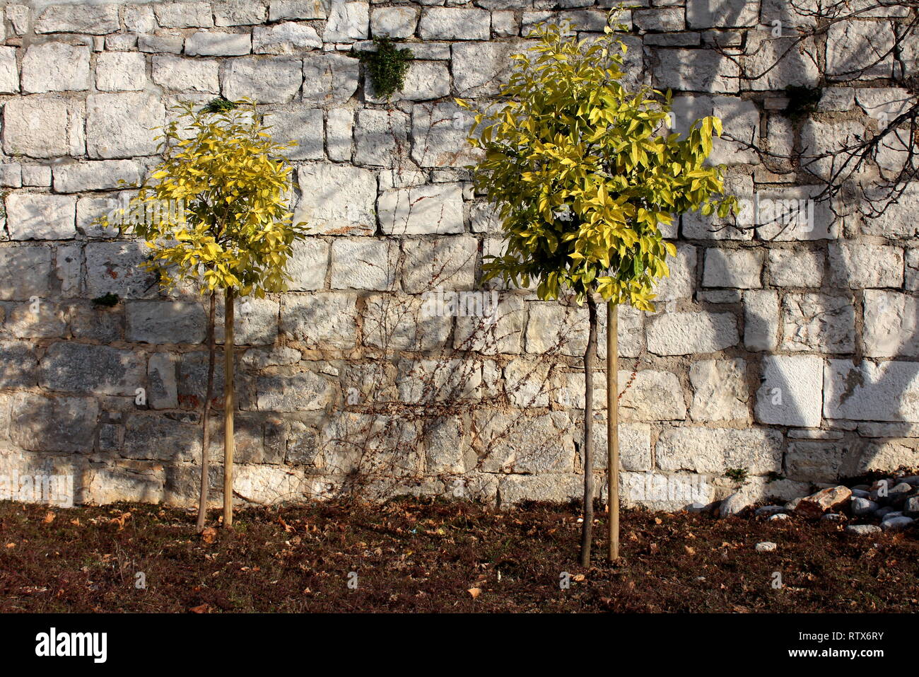 Deux petits arbres denses avec des feuilles jaunes sur fond de mur en pierre traditionnel entouré d'un sol humide partiellement recouvert de feuilles mortes Banque D'Images